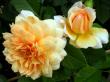 tn_gallery_276_1247_29644.jpg