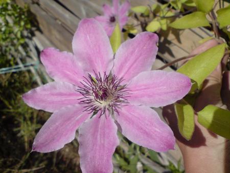 gallery_14149_2626_222351.jpg