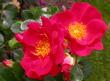 tn_gallery_276_1662_35994.jpg