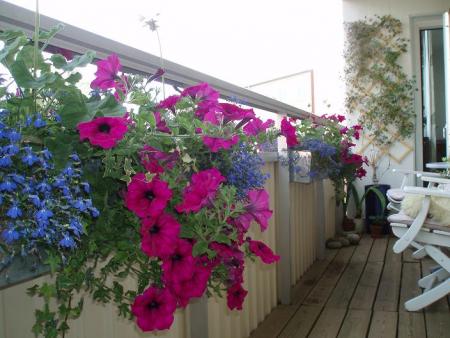 gallery_15445_2628_24437.jpg