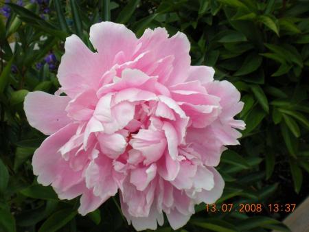 gallery_3363_677_35318.jpg