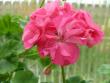 tn_gallery_352_2076_26727.jpg