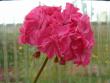 tn_gallery_352_2076_33308.jpg