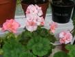 tn_gallery_352_2076_61659.jpg
