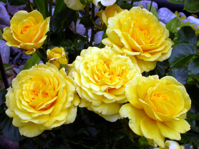 gallery_276_1646_58557.jpg