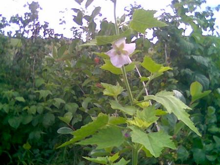 gallery_2460_1501_58582.jpg