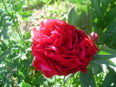 gallery_9983_676_27619.jpg