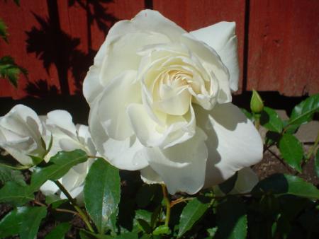 gallery_9983_709_136220.jpg