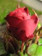 tn_gallery_7111_79_16452.jpg