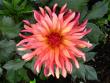 tn_gallery_7111_79_56498.jpg