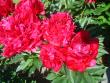 tn_gallery_9983_676_248628.jpg