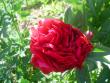 tn_gallery_9983_676_27619.jpg