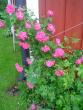 tn_gallery_9983_709_177683.jpg
