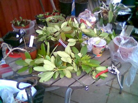 gallery_2460_1862_10768.jpg