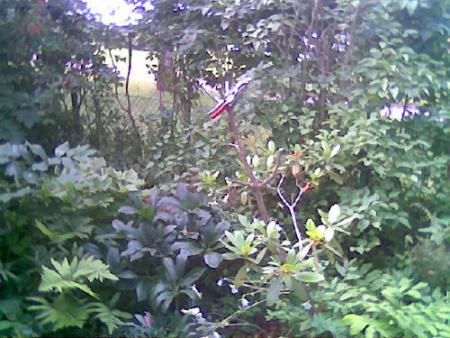 gallery_2460_1862_64843.jpg