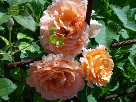 gallery_5307_2392_107944.jpg