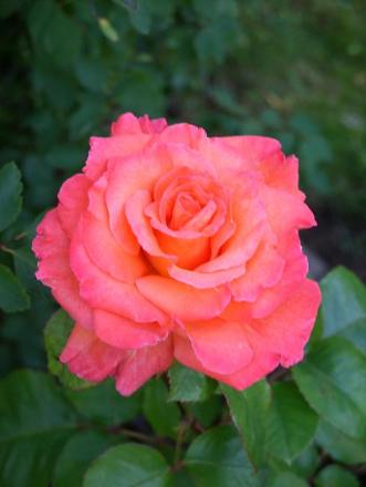 gallery_5307_2392_36291.jpg
