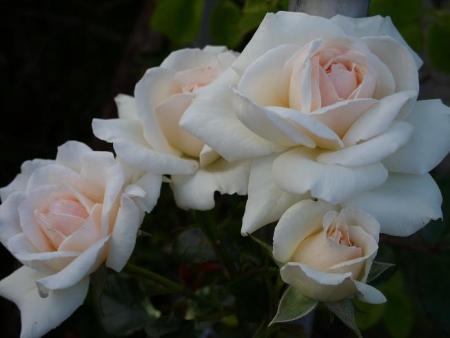 gallery_5307_2392_57368.jpg
