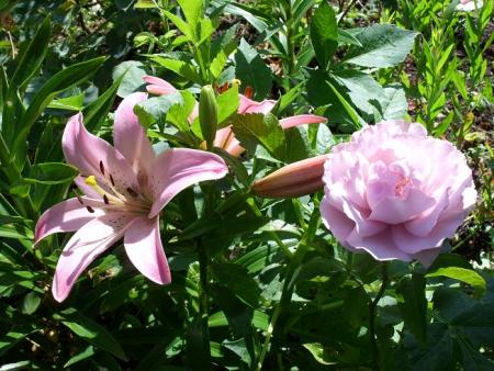 gallery_5307_536_45571.jpg