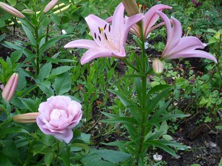 gallery_5307_536_54616.jpg