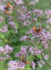gallery_17687_2643_56247.jpg