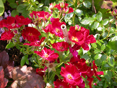 gallery_276_1248_101979.jpg