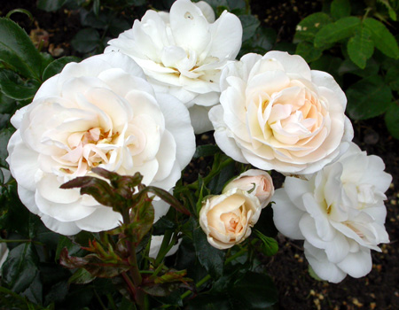 gallery_276_1248_23523.jpg