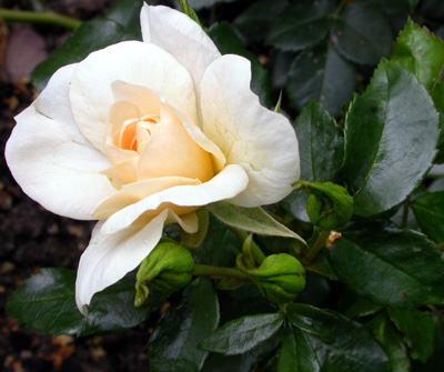 gallery_276_1248_31758.jpg