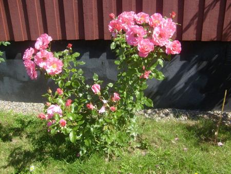 gallery_10191_1910_157381.jpg