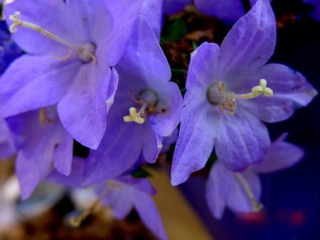 gallery_17687_2643_135823.jpg