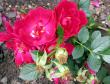 tn_gallery_276_1248_7395.jpg