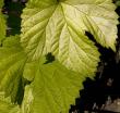 tn_gallery_399_2640_41515.jpg
