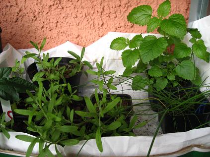 gallery_16076_2649_25360.jpg