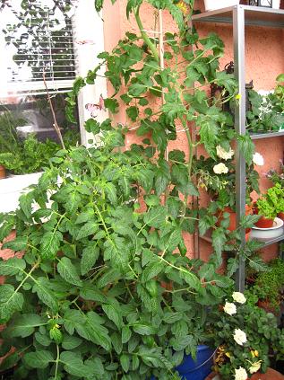 gallery_16076_2649_42241.jpg