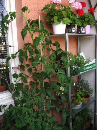 gallery_16076_2649_37683.jpg