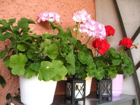 gallery_16076_2649_39038.jpg