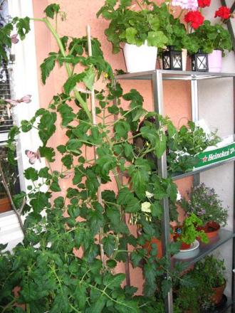 gallery_16076_2649_59696.jpg