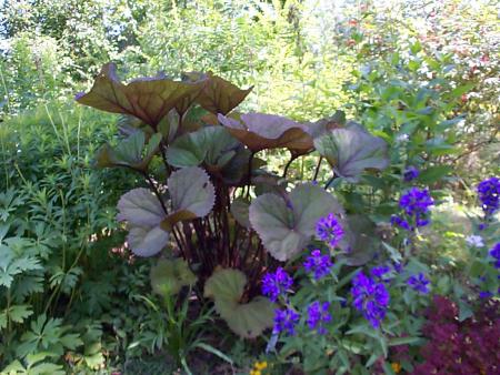 gallery_8211_2647_195347.jpg