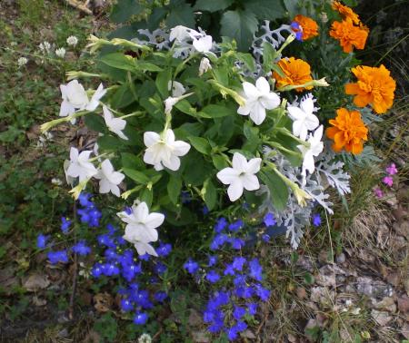 gallery_8211_2648_339912.jpg