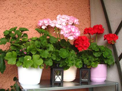 gallery_16076_2649_22996.jpg