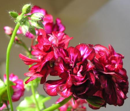 gallery_12035_2650_90527.jpg