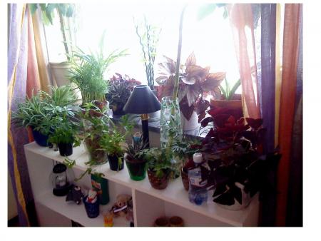 gallery_15871_2654_261120.jpg