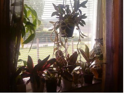gallery_15871_2654_91089.jpg