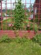 tn_gallery_10191_1910_419879.jpg