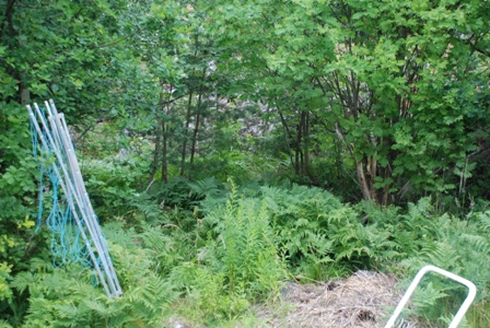 gallery_10095_2656_70540.jpg