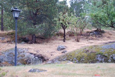 gallery_10095_2656_71345.jpg