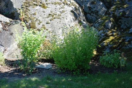 gallery_10095_2657_28631.jpg