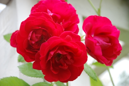 gallery_10095_2659_23286.jpg