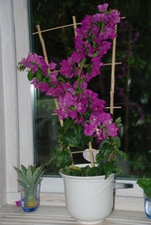 gallery_10095_2659_55737.jpg