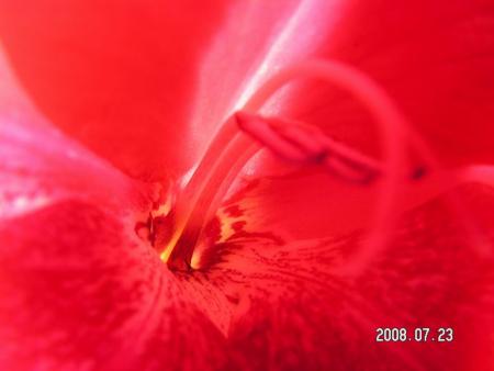 gallery_1786_950_7074.jpg